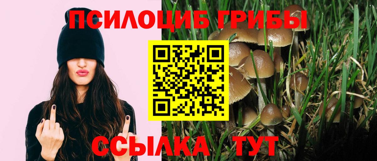 Псилоцибиновые грибы Cubensis Тобольск